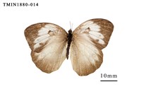 藏品(異粉蝶)的圖片